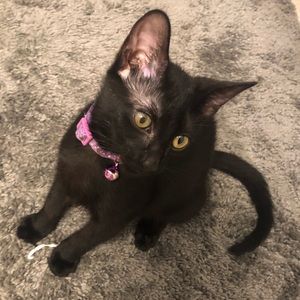 Meet your Posher, Michelle